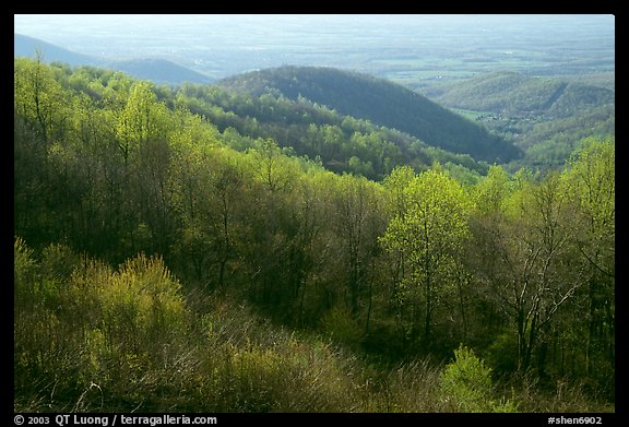 Trees and hills in the spring, late afternoon, Hensley Hollow. Shenandoah National Park, Virginia, USA.