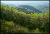 Trees and hills in the spring, late afternoon, Hensley Hollow. Shenandoah National Park, Virginia, USA.