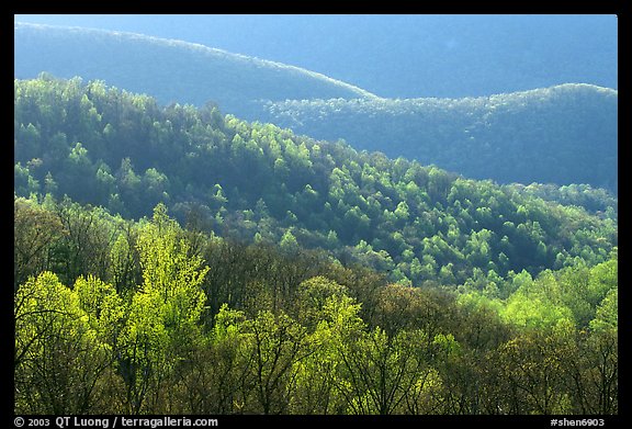 Trees and ridgelines in the spring, late afternoon. Shenandoah National Park (color)