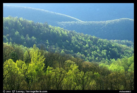 Trees and ridgelines in the spring, late afternoon. Shenandoah National Park, Virginia, USA.