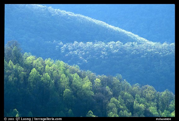 Trees and ridgelines in the spring, late afternoon. Shenandoah National Park (color)