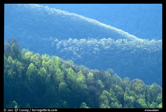 Trees and ridgelines in the spring, late afternoon. Shenandoah National Park, Virginia, USA.