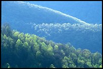 Trees and ridgelines in the spring, late afternoon. Shenandoah National Park, Virginia, USA.