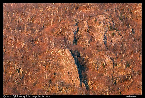 Rocky outcrops and trees at sunrise. Shenandoah National Park, Virginia, USA.