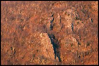 Rocky outcrops and trees at sunrise. Shenandoah National Park, Virginia, USA. (color)