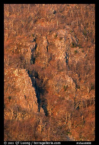 Bare trees and rocky outcrops on hillside near Little Stony Man. Shenandoah National Park, Virginia, USA.