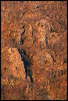 Bare trees and rocky outcrops on hillside near Little Stony Man. Shenandoah National Park, Virginia, USA. (color)