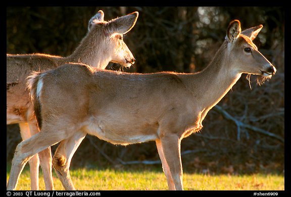 Whitetail Deers, early morning. Shenandoah National Park, Virginia, USA.
