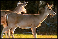 Whitetail Deers, early morning. Shenandoah National Park, Virginia, USA. (color)