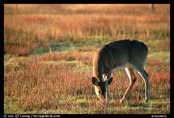 Whitetail Deer grazing in Big Meadows, early morning. Shenandoah National Park, Virginia, USA.