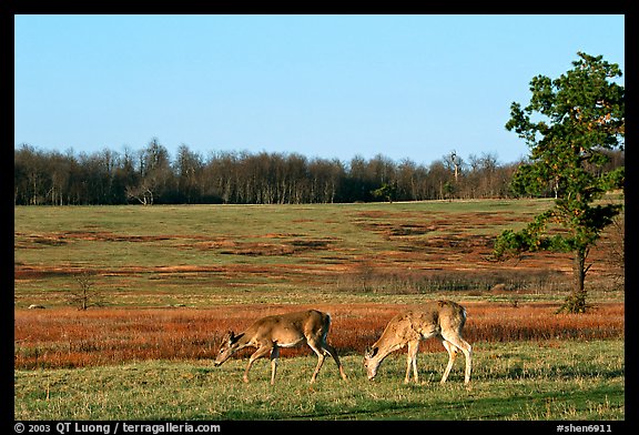 Whitetail Deer in Big Meadows, early morning. Shenandoah National Park, Virginia, USA.