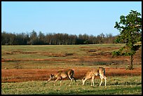 Whitetail Deer in Big Meadows, early morning. Shenandoah National Park, Virginia, USA.