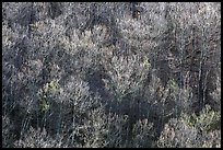 Bare trees on a hillside, morning. Shenandoah National Park, Virginia, USA.