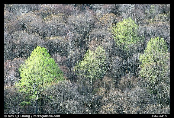 Trees with early foliage amongst bare trees on a hillside, morning. Shenandoah National Park, Virginia, USA.