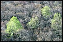 Trees with early foliage amongst bare trees on a hillside, morning. Shenandoah National Park, Virginia, USA. (color)