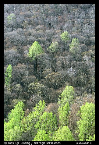 Trees with early foliage amongst bare trees on a hillside, morning. Shenandoah National Park, Virginia, USA.