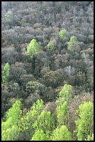 Trees with early foliage amongst bare trees on a hillside, morning. Shenandoah National Park ( color)