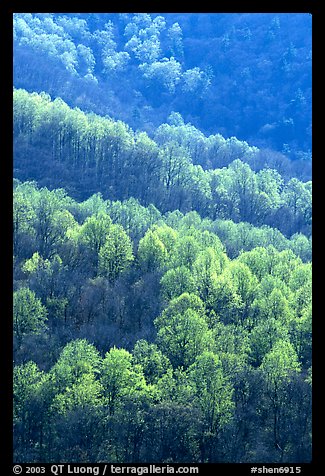 Backlit trees on hillside in spring, morning. Shenandoah National Park (color)