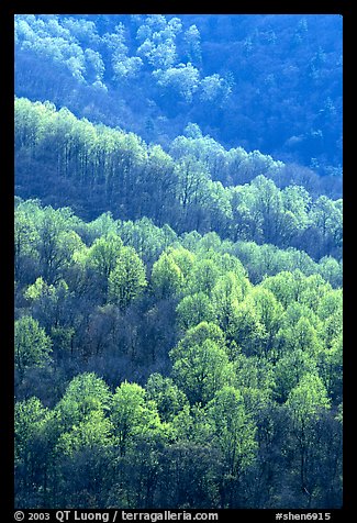 Backlit trees on hillside in spring, morning. Shenandoah National Park, Virginia, USA.