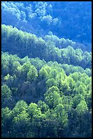 Backlit trees on hillside in spring, morning. Shenandoah National Park, Virginia, USA. (color)