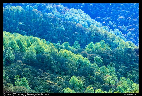 Backlit trees on hillside in spring, morning. Shenandoah National Park (color)