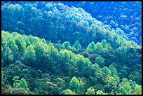 Backlit trees on hillside in spring, morning. Shenandoah National Park, Virginia, USA.