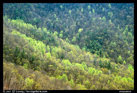 Backlit trees on hillside in spring, morning. Shenandoah National Park, Virginia, USA.