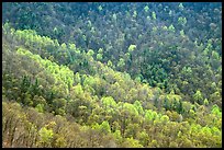 Backlit trees on hillside in spring, morning. Shenandoah National Park, Virginia, USA.