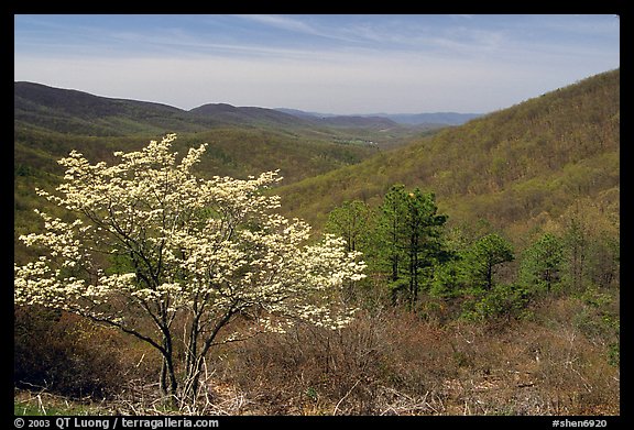 Tree in bloom and hills in early spring. Shenandoah National Park, Virginia, USA.