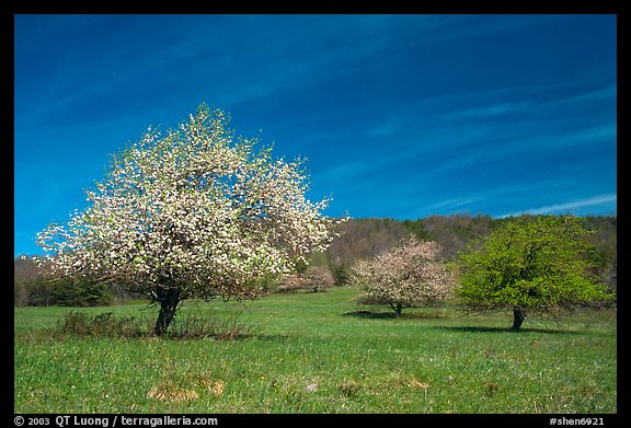 Trees in bloom in grassy meadow. Shenandoah National Park, Virginia, USA.