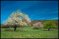 Trees in bloom in grassy meadow. Shenandoah National Park, Virginia, USA.