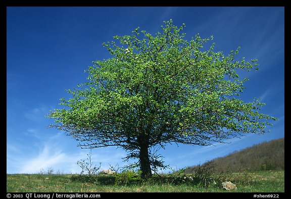 Tree with spring foliage standing against sky. Shenandoah National Park, Virginia, USA.