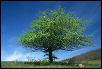 Tree with spring foliage standing against sky. Shenandoah National Park, Virginia, USA.