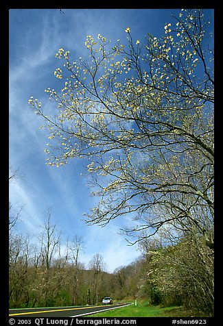 Skyline drive. Shenandoah National Park (color)