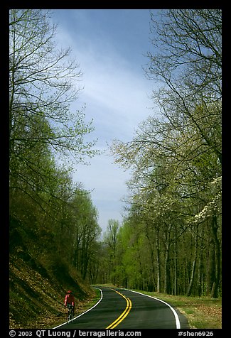 Biker on Skyline drive. Shenandoah National Park (color)