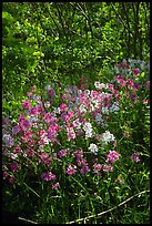 Pink and white summer wildflowers. Shenandoah National Park ( color)