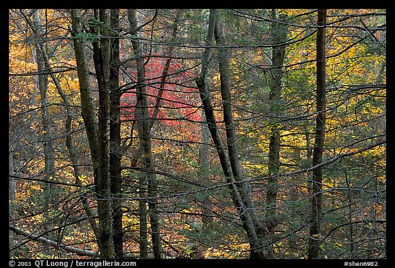 Tree trunks and branches against a backdrop of fall colors. Shenandoah National Park, Virginia, USA.