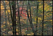 Tree trunks and branches against a backdrop of fall colors. Shenandoah National Park ( color)