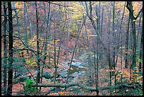 Creek in fall. Shenandoah National Park, Virginia, USA.