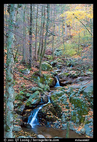 Cascades in fall, Hogcamp Branch of the Rose River. Shenandoah National Park, Virginia, USA.