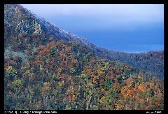 Hillside with fall colors, rocks, and early snow. Shenandoah National Park, Virginia, USA.