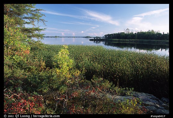 Grasses at Black Bay narrows. Voyageurs National Park, Minnesota, USA.