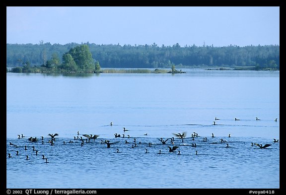 Birds in Black Bay. Voyageurs National Park (color)