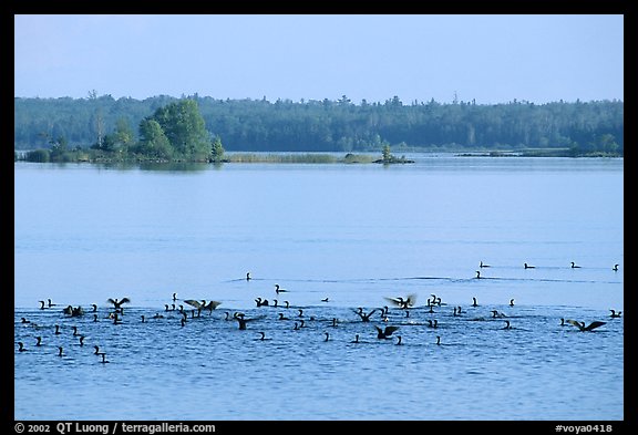 Birds in Black Bay. Voyageurs National Park, Minnesota, USA.