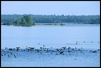 Birds in Black Bay. Voyageurs National Park, Minnesota, USA. (color)