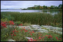 Grasses and red plants at Black Bay narrows. Voyageurs National Park ( color)