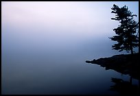 Tree in morning fog, Woodenfrog, Kabetogama Lake. Voyageurs National Park ( color)
