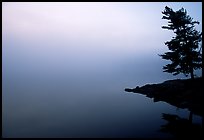 Tree in morning fog, Kabetogama lake near Woodenfrog. Voyageurs National Park, Minnesota, USA. (color)