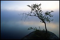Tree in morning fog, Kabetogama lake near Woodenfrog. Voyageurs National Park, Minnesota, USA. (color)