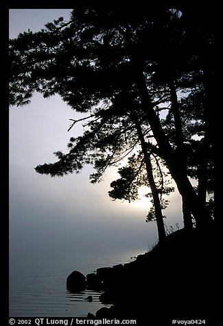 Sun rising behind tree in fog, Woodenfrog, Kabetogama Lake. Voyageurs National Park (color)